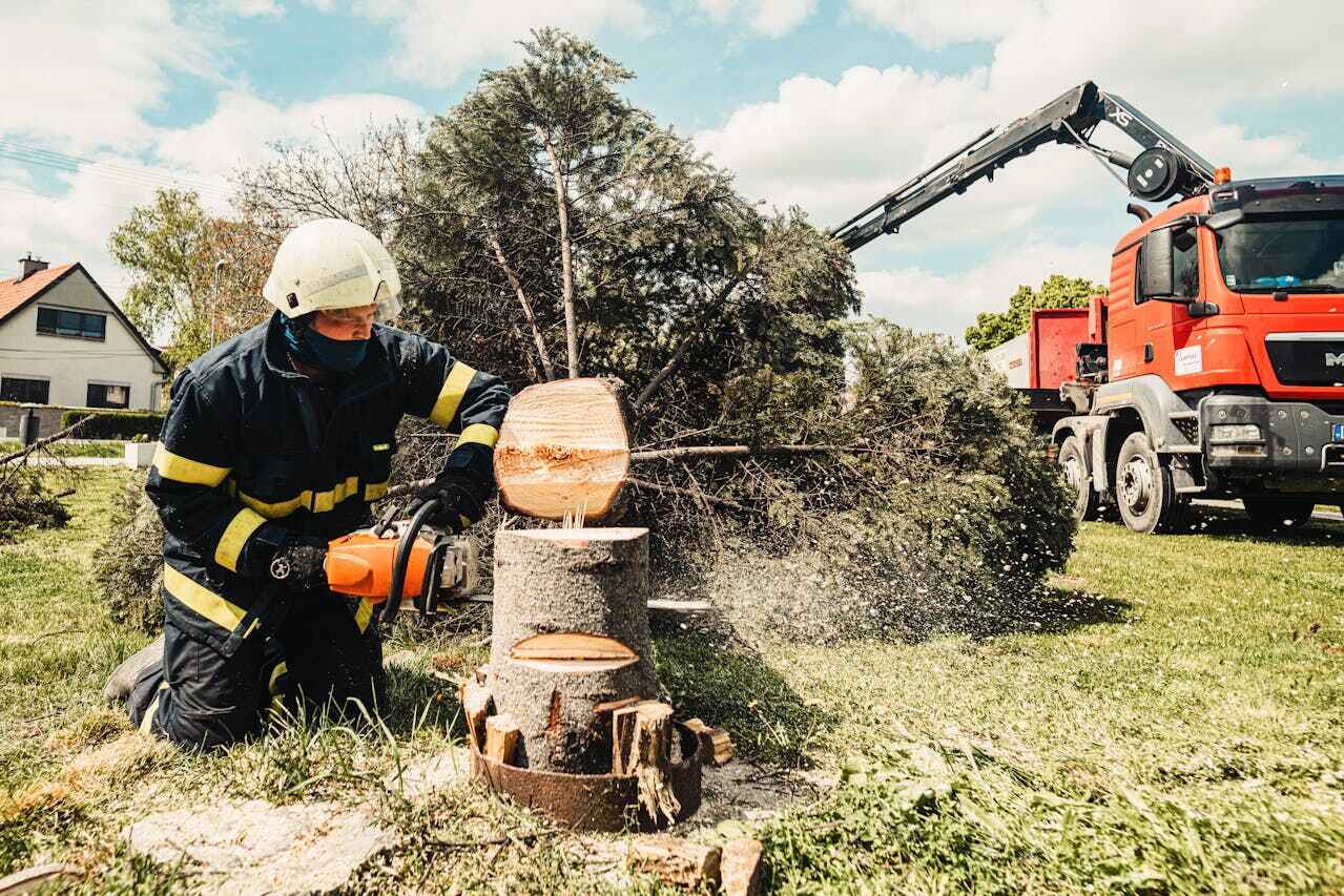 The Steps Involved in Our Tree Care Process in Uvalde Estates, TX